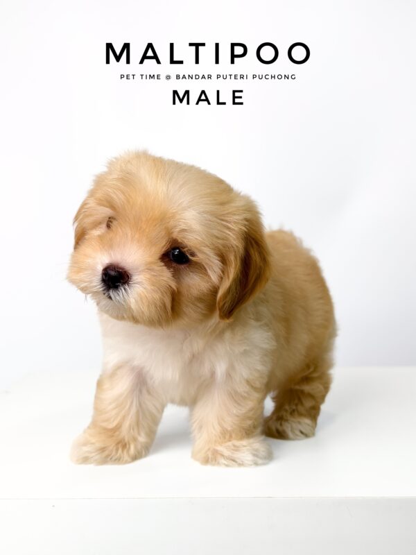Maltipoo puppies for sale in malaysia