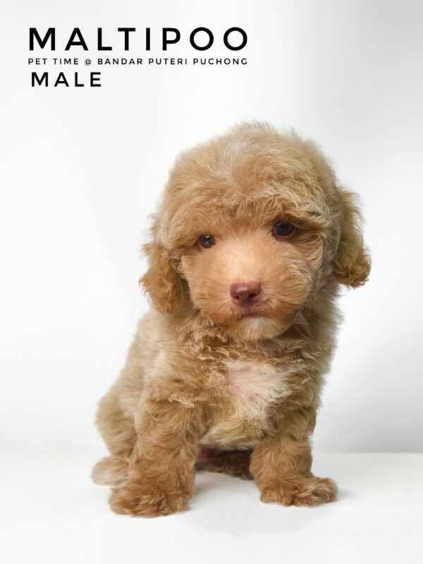 Maltipoo puppies for sale in malaysia