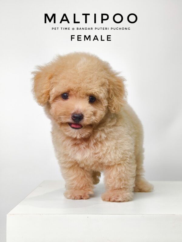 Maltipoo puppies for sale in malaysia