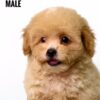 Maltipoo puppies for sale in malaysia
