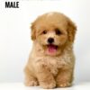 Maltipoo puppies for sale in malaysia