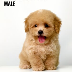 Maltipoo puppies for sale in malaysia