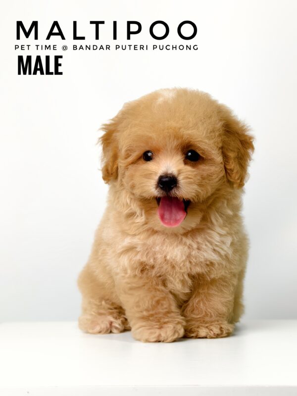 Maltipoo puppies for sale in malaysia
