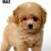 Maltipoo puppies for sale in malaysia