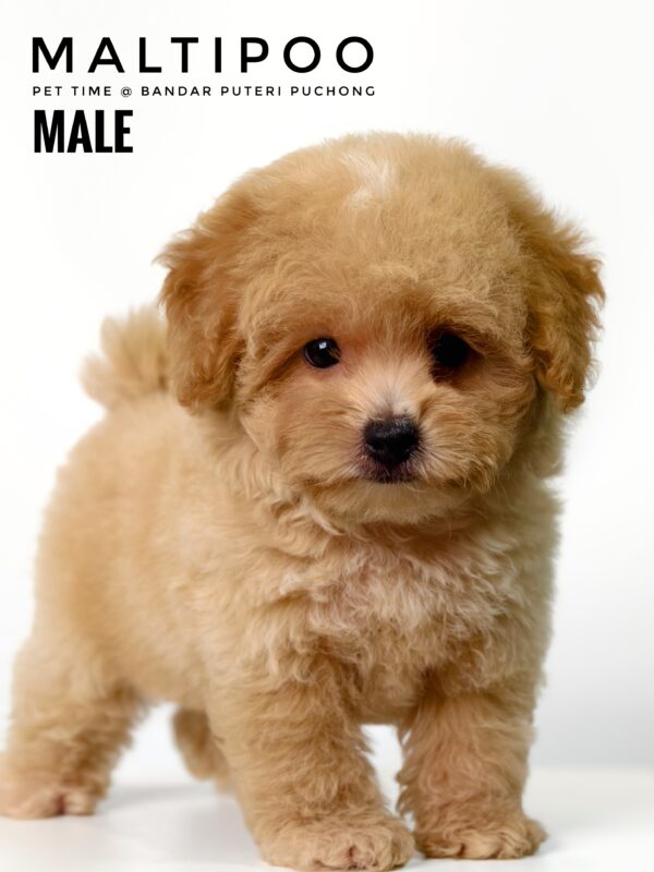 Maltipoo puppies for sale in malaysia