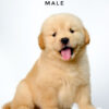 Golden Retriever puppies for sale in malaysia