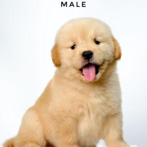 Golden Retriever puppies for sale in malaysia