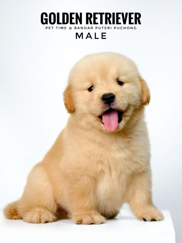 Golden Retriever puppies for sale in malaysia
