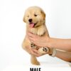 Golden Retriever puppies for sale in malaysia