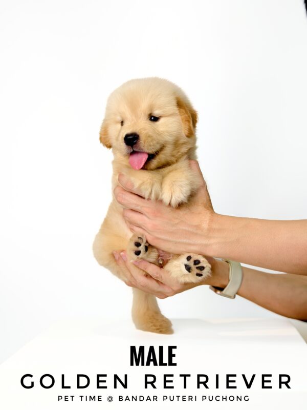 Golden Retriever puppies for sale in malaysia