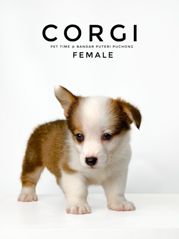 Corgi puppies for sale in malaysia