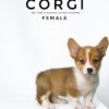 Corgi puppies for sale in malaysia