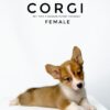 Corgi puppies for sale in malaysia