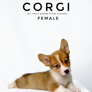 Corgi puppies for sale in malaysia