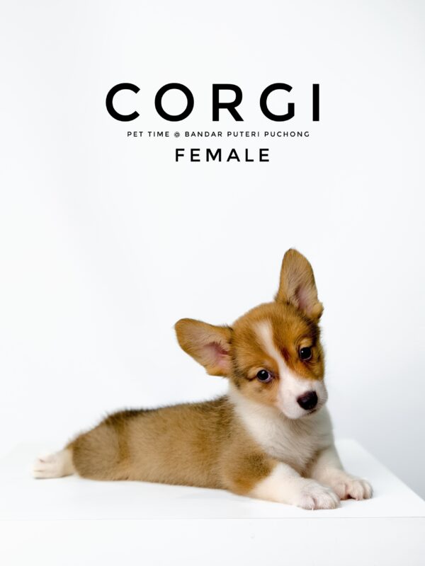 Corgi puppies for sale in malaysia